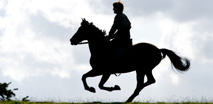 War Horse