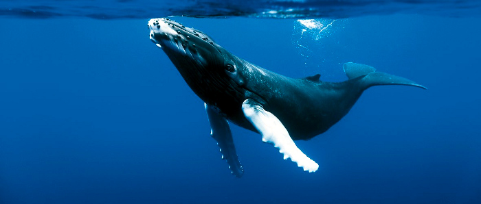 La vita negli oceani